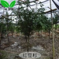 湖南婁底苗圃直銷紅豆杉工程樹