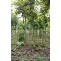 江蘇欒樹價(jià)格 南京欒樹價(jià)格 欒樹苗 欒樹工程苗