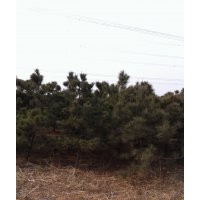 白皮松，黑松，華山松