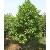 供應(yīng)甜茶樹苗 荷木樹苗 火力楠樹苗 細(xì)葉桉樹苗
