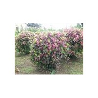供應(yīng)七彩扶桑樹苗 鴨腳木樹苗 發(fā)財(cái)樹苗 香椿樹苗 米蘭花樹苗 夾