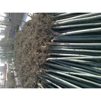 大量出售：3-----15公分新疆楊，1------10公分 垂柳， 速生柳 ，