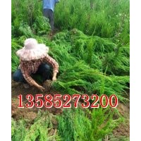 常年批發(fā)：龍柏,蜀檜、黃楊、紅葉小檗、金葉女貞