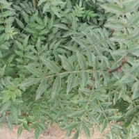韓城市豹子頭獅無刺優(yōu)質(zhì)大紅袍花椒苗基地