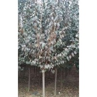 山東濟寧秀冉苗木種植基地特供1一3年冠法桐，國槐，白蠟
