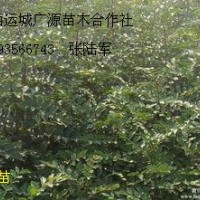 花椒苗大紅袍獅子頭大量出售