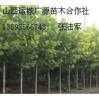 5、6公分法桐大量低價出售