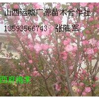 4、5、6公分西府海棠大量出售