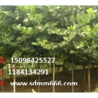 供應(yīng)1-40公分毛白楊，107速生楊，國槐