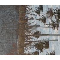 五角楓，九角楓，皂角，蒙古礫，云杉