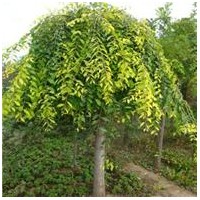 現(xiàn)貨皂角，皂角樹(shù)，皂角小苗，大皂角樹(shù)