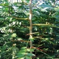 皂角苗 大量低價(jià)供應(yīng)皂角苗