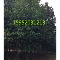精品白玉蘭，15公分精品白玉蘭價(jià)格