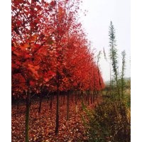美國紅楓：秋火焰丶紅點(diǎn)紅楓、紅冠紅楓