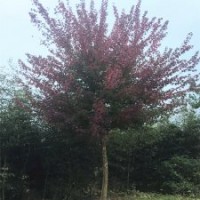 河南三角楓低價(jià)供應(yīng)，8-25公分工程用苗木