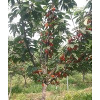 低價(jià)出售大規(guī)格櫻桃樹 核桃樹 山楂樹 蘋果樹
