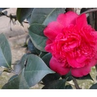 山茶花