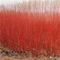紅王子錦帶、紅瑞木、棣棠、珍珠梅苗木基地