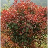 紅葉李、西府海棠、黃刺梅、黃櫨