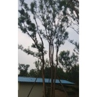 叢生、低分枝黃連木