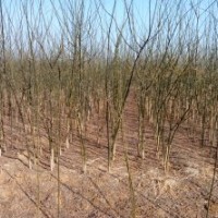 河北保定順平附近出售兩年生國(guó)槐小苗，自種，價(jià)格低廉。