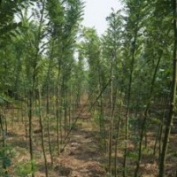 1、2公分國槐大量低價(jià)優(yōu)惠供應(yīng)