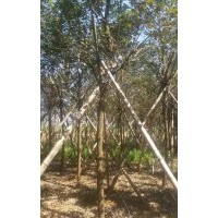 黃花風(fēng)鈴，7-10公分