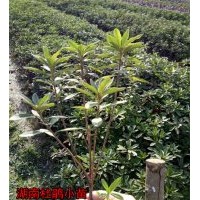 【值得關注】你對苗木市場競爭現(xiàn)狀知多少？