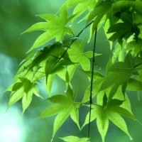 長期供應(yīng)櫻花紅楓，青楓，羽毛楓，垂絲海棠