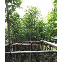 陰香袋苗價格
