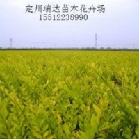 金葉風箱果，紫葉風箱果，金葉接骨木，金葉水臘