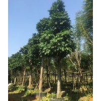 陽(yáng)春仁面子之鄉(xiāng)，仁面子假植苗基地，仁面子批發(fā)基地