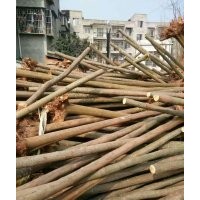 大量供應(yīng)重陽(yáng)木，秋楓