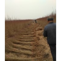 楊樹苗
