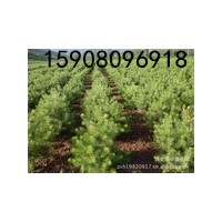 供應(yīng)3到6公分的紅葉碧桃，3到6公分的龍柱碧桃，3到6公分的西府海