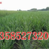 40-50公分高水蠟價(jià)格，江蘇40公分-50公分高水蠟價(jià)格表