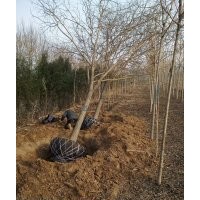 大量出售2-40公分國槐，千頭春，白蠟，占地苗木棗樹苗，1--30公