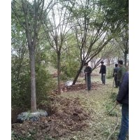 滄州綠茵苗圃出售國槐 榆樹，柳樹