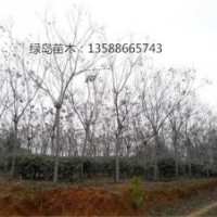 供應(yīng)浙江黃山欒樹、黃山欒樹信息、金華黃山欒樹生產(chǎn)商