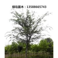 供應(yīng)浙江樸樹、移栽樸樹、大型金華樸樹產(chǎn)地