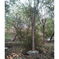 滄州綠茵苗圃大量出售2-40國槐，白蠟，椿樹，千頭椿，榆樹，柳樹