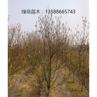 供應(yīng)浙江紅玉蘭、二喬玉蘭報價、金華紅玉蘭小苗批發(fā)商