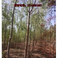 供應38000顆米經(jīng)3-7公分國槐出售 高2.6-3米長勢好
