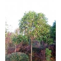 高干桂花1.8米以上分枝 米徑3-8公分