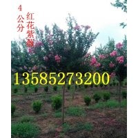 江蘇紫薇價格，3-4-5公分紫薇價格，產(chǎn)地批發(fā)直銷紫薇價格