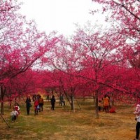 天苗農(nóng)業(yè)中國紅櫻花