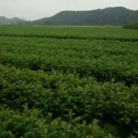 廣西柳州供應25-40公分良種杉木苗