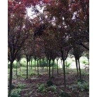 供應泰安紫葉李，5-6公分紅葉李，7-8公分紫葉李價格