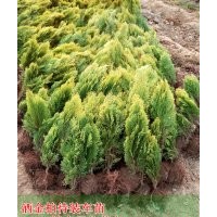江蘇灑金柏價格，30-40公分高灑金柏價格，產(chǎn)地直銷灑金柏價格