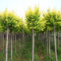 金葉榆基地_金葉榆價格_金葉榆求購_金葉榆批發(fā)